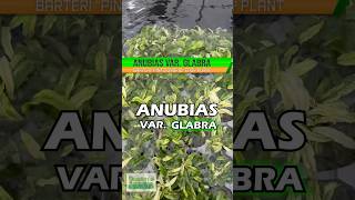 ANUBIAS BARTERI VAR GLABRA quotPINTOquot HYBRID Aquarium Plant For Sale [upl. by Miru]