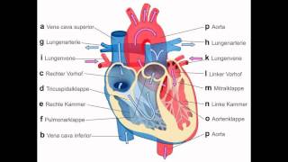 menschliche herz aufbau [upl. by Jala387]