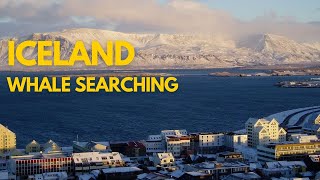 Searching for Whales in Icelands Capital  Reykjavik 2024 4K [upl. by Nwhas]