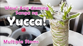 The Correct Way of Propagating Yucca Cuttings [upl. by Ennairej]