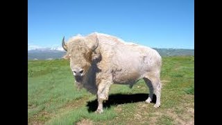 Saxon  The Great White Buffalo [upl. by Ordisy]