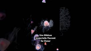 La Méduse Immortelle Qui Peut Se Cloner  La Turritopsis Nutricula 🌊🪼 [upl. by Clementia]