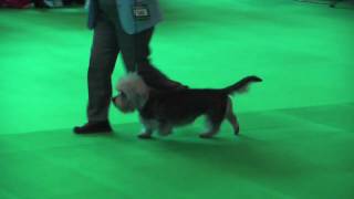 Dandies at Crufts 2009  Veteran Dog [upl. by Intisar]