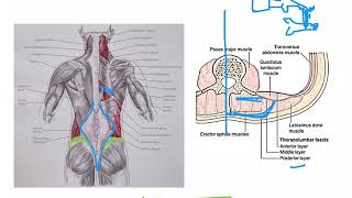 ThoracoLumbar Fascia ABDOMEN [upl. by Arracahs]