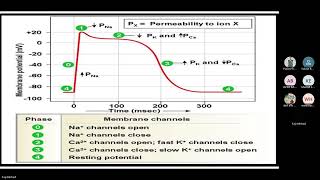 Exploring anti arrhythmic drugs [upl. by Tabor]