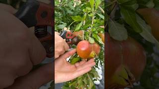 Pomegranate Harvest with Natural ASMR Sounds [upl. by Lowis]