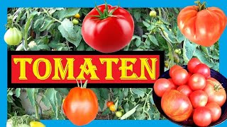 🍅 Tomaten anbauen Aussaat bis Ernte 🌱🍅 Tomaten pflanzen im Folienhaus  Gewächshaus 🍅🍅 Bio Tomaten [upl. by Magavern]