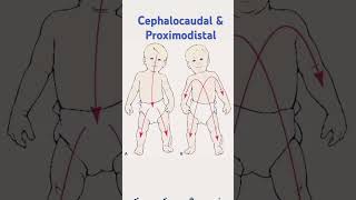 Cephalocaudal amp Proximodistal by Mamta Mam exam homescience education viralvideoviralshorts [upl. by Haldan]