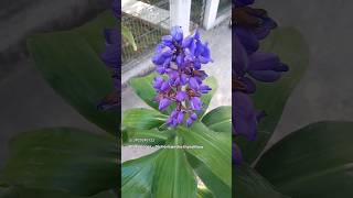 Blue Ginger  Dichorisandra thyrsiflora 202407 [upl. by Nonnahsed]