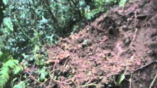 Illegal dig out of active badger sett on land of Master of South Pembrokeshire Hunt [upl. by Melly457]