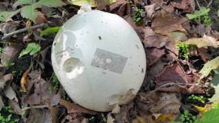 Puffball hunting Giant puffball Calvatia gigantea  Lycoperdon pyriforme  Lycoperdon perlatum [upl. by Ranilopa]