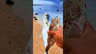 Found dead spotted grouperfish and mackerel on the beach shorts shortvideo viralvideo [upl. by Olette889]