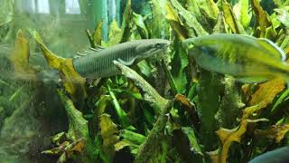 Senegal Bichir in community planted aquarium [upl. by Bronder]