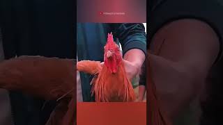 chicken gimbal head facts sciencefacts science [upl. by Leda]