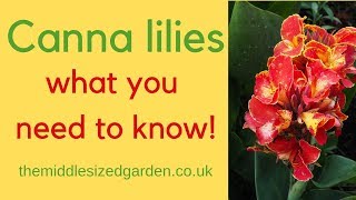 Canna lilies  everything you need to know about how to choose and grow cannas [upl. by Ragucci]