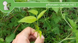 Himbeere  Lebenszyklus  100518 Rubus idaeus  essbare Wildpflanzen bestimmen [upl. by Maud]