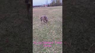 Coopkennels Corso merletribully rottweiler canecorso rottweiler puppytraining gaurdian war [upl. by Anahahs]