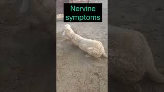 Nervine symptoms l dr umar khan [upl. by Nwahsyd167]