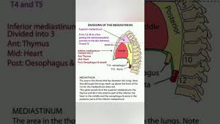 Mediastinum and its division [upl. by Nogas]