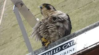 peregrine preening wakefield cathedral [upl. by Nosraep]