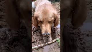 Bhagi bhagi thumki thumki thumkithegoldenretriver youtubeshorts cutedog dogvideo funnydog [upl. by Rimaj]