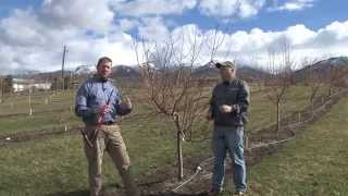 How to Prune Peach Trees [upl. by Aylmar]