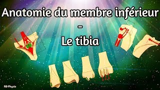 Anatomie du membre inférieur  Le tibia [upl. by Anwaf]