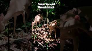 Parque Nacional Manuel Antonio 4K  BEAUTIFUL COSTA RICA GEM 🇨🇷🏖️🌞 [upl. by Reprah]