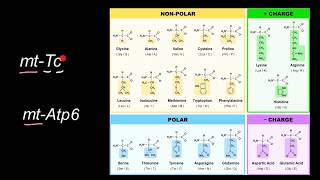 Guidelines for Formatting Gene and Protein Names 3 [upl. by Allekram]