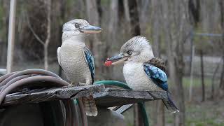 Blue winged Kookaburra Male Offering Food to Female [upl. by Cecilio]