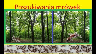 25 Poszukiwania mrówek Szukałam mrówek a znalazłam [upl. by Ettedanreb]