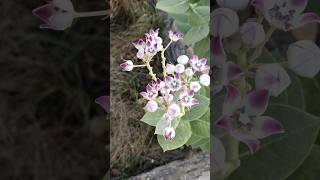 Calotropis procera aankade ke phool  aakda plant [upl. by Ynor]