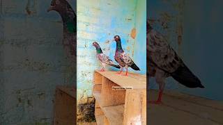 Original Pakistani Dabwali kabootarshorts pigeon fancykabootar birds [upl. by Acinomed]