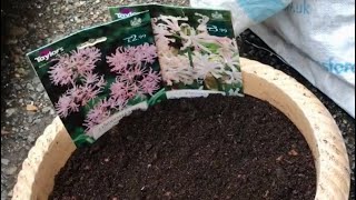 How To Plant Nerines For Autumn Colour How To Grow Nerines In A Container [upl. by Marketa]