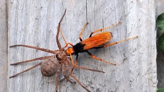 rain spider vs wasp  🕷️🐝 [upl. by Quenna]