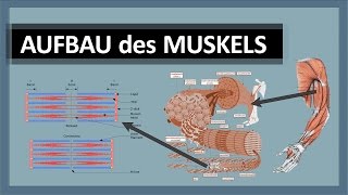 Muskelanatomie  Aufbau des Muskels  Skelettmuskulatur im Detail  Aktin Myosin amp ZScheiben [upl. by Nauaj]