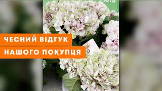 ВІДЕОВІДГУК АГРОМАРКЕТ ОТЗЫВ  Саджанці LMTD Чарівна гортензія  AgroMarketua [upl. by Raine]