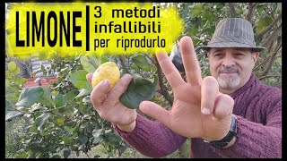 RIPRODURRE IL LIMONE per seme per talea e per margotta [upl. by Niwre]