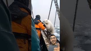 rescuing polar bears in the ocean polarbear ocean viralvideo shorts [upl. by Adnwahsal605]