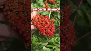 Smooth Sumac so pretty  Native Shrub North America shorts [upl. by Bergren]