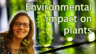 Flash Talk Dr Angharad Jones Cardiff University on how the environment impacts plant development🌱 [upl. by Gentes]