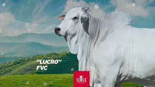 Lucro FVC [upl. by Frissell]