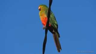 Australian King Parrot Alisterus scapularis ♀  Australischer Königssittich [upl. by Davidoff]