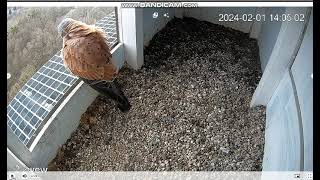 Konstancin Jeziorna PL  Male Kestrel on doorstep on landing departure  2024 02 01 14 05 [upl. by Rol]