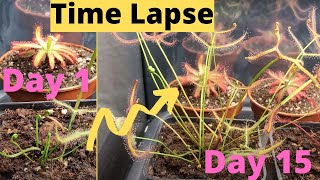 FAST Growing Carnivorous Sundews Time Lapse [upl. by Lindsey]