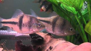 TBarbSpanner Barb  Tropical Fish Profile [upl. by Alyworth295]