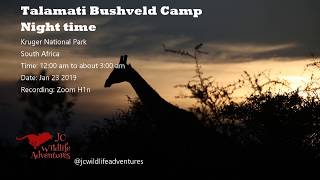 Talamati Bushveld Camp Night sounds [upl. by Gorrian]