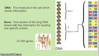 DNA Genes Chromosomes [upl. by Niac]