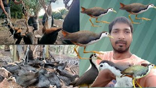 How to male waterhen gallinule dahuk bird trapdahuk bird trap catchinghash dhora janggi china fad [upl. by Anifad814]