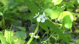 オモダカSagittaria trifolia L 03241002森林公園 [upl. by Amund505]